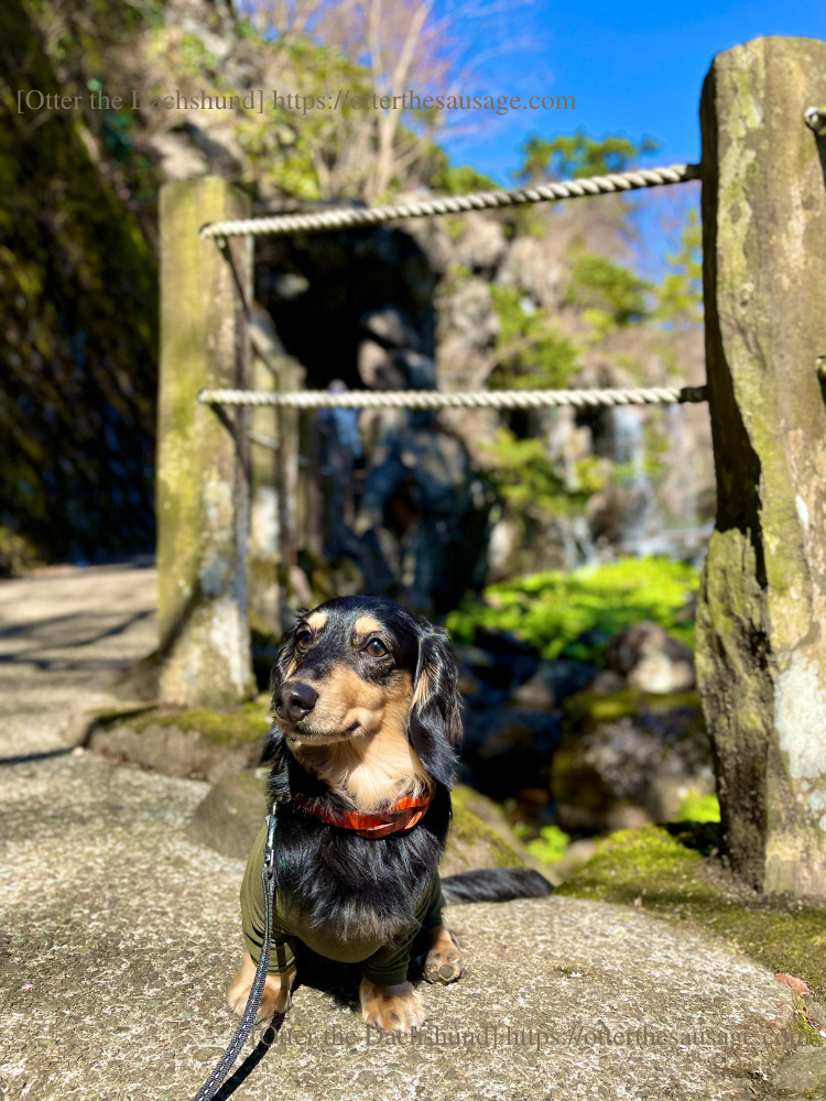 Photo_犬と旅行_犬連れ旅行_Otter the Dachshund_熱海梅園_Atami plum garden_梅見の滝_オッター_カニンヘンダックスフンド